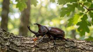 カブトムシイメージ