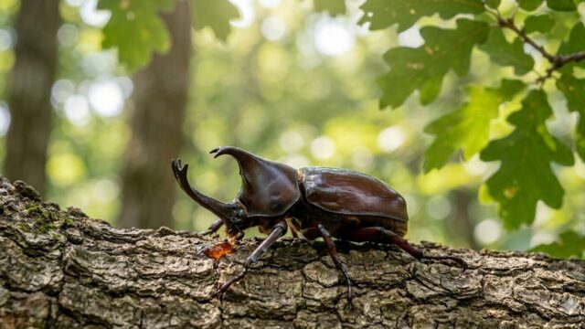 カブトムシイメージ